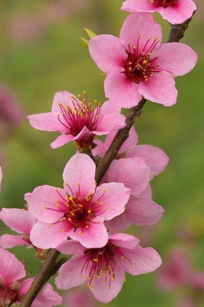 Mystic Meadows: A Tapestry of Wild Blossom Charms